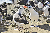 Ouettes marines (Chloephaga hybrida) - New Island - FALKLAND ISLANDS