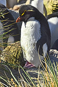 Gorfou sauteur (Northern Rockhopper Penguin) - New Island - FALKLAND ISLANDS