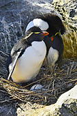 Gorfous sauteurs devant un nid (Northern Rockhopper Penguins) - New Island - FALKLAND ISLANDS