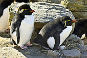 Gorfous sauteurs devant un nid (Northern Rockhopper Penguins) - New Island - FALKLAND ISLANDS