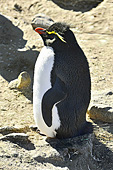 Gorfou sauteur (Northern Rockhopper Penguin) - New Island - FALKLAND ISLANDS