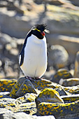Gorfou sauteur (Northern Rockhopper Penguin) - New Island - FALKLAND ISLANDS