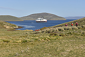 Retour vers le MS Midnatsol - New Island - FALKLAND ISLANDS