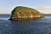 îlot à coté de New Island - FALKLAND ISLANDS