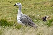 Bernache de Magellan - Le mâle a la tête et la poitrine blanches, le reste du corps gris avec de fines barres noires sur les flancs - Carcass Island - FALKLAND ISLANDS