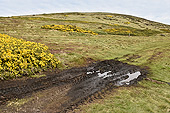 Nature sauvage - Carcass Island - FALKLAND ISLANDS
