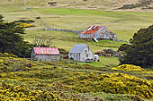 Le petit hameau de R.P. McGill - Carcass Island - FALKLAND ISLANDS
