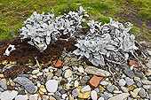 Fleurs de chou de mer (Senecio candicans) - Carcass Island - FALKLAND ISLANDS