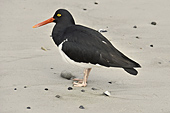 Huîtrier de Magellanic (Leucopodus de Haematopus) - Carcass Island - FALKLAND ISLANDS