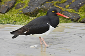 Huîtrier de Magellanic (Leucopodus de Haematopus) - Carcass Island - FALKLAND ISLANDS