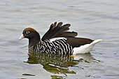 Ouette marine (Chloephaga hybrida) -Carcass Island - FALKLAND ISLANDS