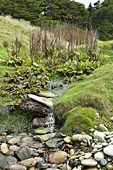 Petit ruisseau dans la campagne - Carcass Island - FALKLAND ISLANDS