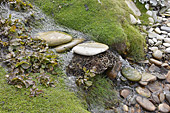 Petit ruisseau dans la campagne - Carcass Island - FALKLAND ISLANDS