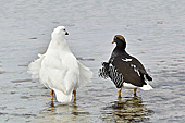 Couple d'Ouettes marines (Chloephaga hybrida) - Carcass Island - FALKLAND ISLANDS