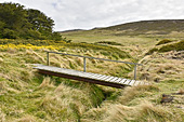 Petit pont dans la nature sauvage - Carcass Island - FALKLAND ISLANDS