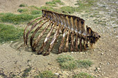 Reste d'un squelette d'animal - Carcass Island - FALKLAND ISLANDS