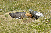 Bernache de Magellan couvant des oeufs - la femelle a la tête et le cou roux, les ailes grisâtres et le dessous du corps strié de noir - Carcass Island - FALKLAND ISLANDS