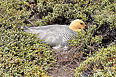 Bernache de Magellan couvant des oeufs - la femelle a la tête et le cou roux, les ailes grisâtres et le dessous du corps strié de noir - Carcass Island - FALKLAND ISLANDS