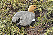 Bernache de Magellan couvant des oeufs - la femelle a la tête et le cou roux, les ailes grisâtres et le dessous du corps strié de noir - Carcass Island - FALKLAND ISLANDS