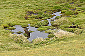 Petit ruisseau dans la nature - Carcass Island - FALKLAND ISLANDS