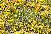 Fleurs blanches au milieu des ajoncs de fleurs - Carcass Island - FALKLAND ISLANDS