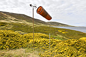 Manche à air dans la nature au milieu des ajoncs de fleurs - Carcass Island - FALKLAND ISLANDS