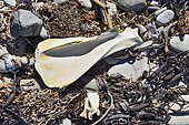 Ossement parmi les galets sur la plage de "Port Patterson" - Carcass Island - FALKLAND ISLANDS