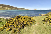 Calanque de "Port Patterson" - Carcass Island - FALKLAND ISLANDS