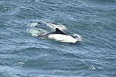 Des dauphins viennent nous rendre visite avant notre départ pour "Port Stanley" - Carcass Island - FAKLAND ISLANDS