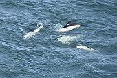 Des dauphins viennent nous rendre visite avant notre départ pour "Port Stanley" - Carcass Island - FAKLAND ISLANDS