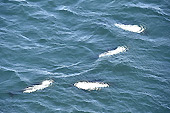 Des dauphins viennent nous rendre visite avant notre départ pour "Port Stanley" - Carcass Island - FAKLAND ISLANDS