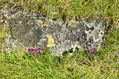 Quelques rares fleurs de Silène acaule (Silene acaulis) au détour de la promenade vers l'iceberg - Hvalsey - Groenland