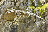 Squelette de baleine sur un mur rocheux - Maniitsoq - Groenland