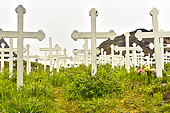 Ancien cimetière de Sukkertoppen avec des croix à perte de vue - Maniitsoq - Groenland