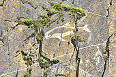 Gravure d'une baleine sur un rocher - Sisimiut - Groenland