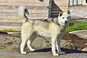 Chien de traineau du Groenland ou groenlandais (grønlandshund en danois) - Qeqertarsuaq - Groenland