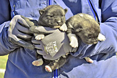 Chiots du Groenland ou groenlandais de quelques heures - Qeqertarsuaq - Groenland