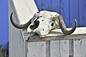 Crâne de boeuf - Qeqertarsuaq - Groenland