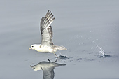 Envol d'un oiseau lors de notre passage - Baie de Disko - Groenland