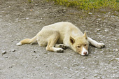 Chien de traineau se reposant - Ilulissat - Groenland