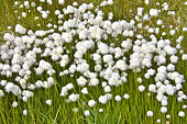 Fleurs de coton sauvage autour de l'église de Sion d'Ilulissat - Groenland