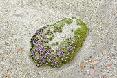 Quelques rares fleurs de Silène acaule (Silene acaulis) au milieu du sable - Sullorsuaq (Vaigat) - Groenland