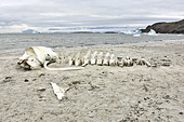 Restes de la colonne vertébrale d'une petite baleine - Sullorsuaq (Vaigat) - Groenland