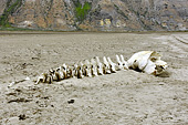 Restes de la colonne vertébrale d'une petite baleine - Sullorsuaq (Vaigat) - Groenland