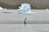 Au loin, une baleine nous fait des signes de bienvenue - Baie de Disko - Groenland