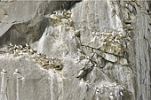 Depuis les zodiacs nous regardons les milliers d'oiseaux nichés sur les rives - Fjord d'Evighed - Groenland