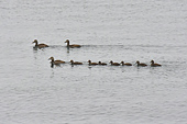 Famille de canards en file indienne - Nuuk - Groenland