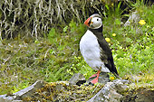 Macareux Moine (Fratercula Arctica) - Également surnommé "Perroquet de mer" - Islande