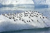 Colonie d'oiseaux sur un iceberg dans le Lagon glaciaire de "Jökulsárlón" - Islande