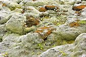 Détail du champ de lave "d'Eldhraun" - Islande